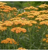 Achillea Terracotta - 5 Pflanzen - Schafgarbe - Garden-Select.de
