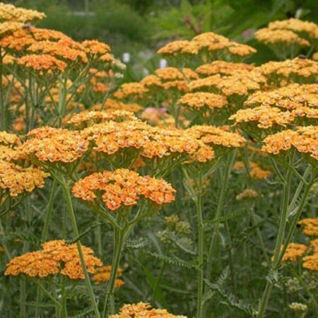 Achillea Terracotta - 5 Pflanzen - Schafgarbe - Garden-Select.de
