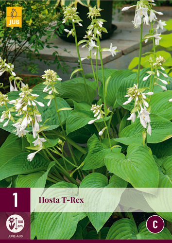 Hosta TRex Extra große HostaArten 3 Pflanzen kaufen? Garden