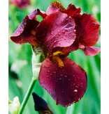 Iris Germanica - Red Zinger - Winterharde Vaste Planten Kopen? - Garden Select