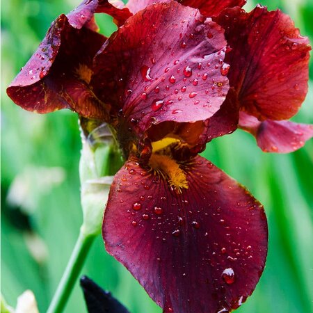 Iris Germanica - Red Zinger - Winterharde Vaste Planten Kopen? - Garden Select