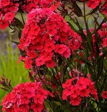 Phlox - Red Riding Hood - Sommerblühende Blumenzwiebeln Kaufen? Garten wählen