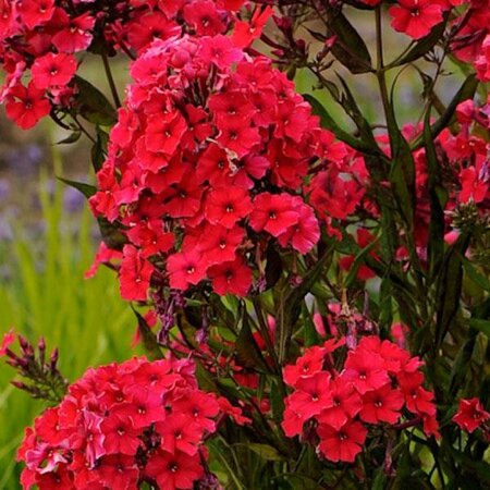 Phlox - Red Riding Hood - Summer flowering bulbs Buy? Garden Select