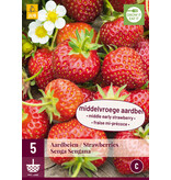 Aardbeienplanten - Senga Sengana - 5 Planten - Fruitplanten Kopen?