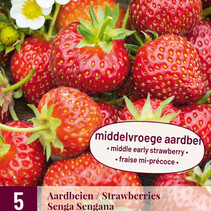Erdbeerpflanzen - Senga Sengana - 5 Pflanzen