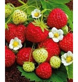 Aardbeienplanten - Senga Sengana - 5 Planten - Fruitplanten Kopen?