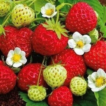 Erdbeerpflanzen - Senga Sengana - 5 Pflanzen - Obstpflanzen kaufen?