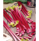 Rabarber - Glaskin's Perpetual - Rabarber Rood - Groenteplanten Kopen?