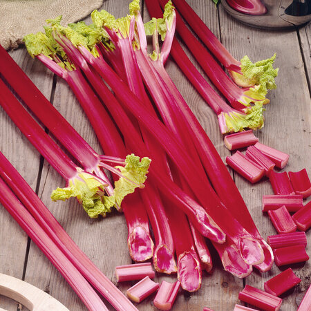 Rhubarb - Glaskin's Perpetual - Rhubarb Red - Buy Vegetable Plants?
