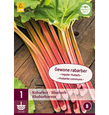 Rabarber - Rhabarbarum - Dikke Vlezige Bladstelen - Groenteplanten Kopen?