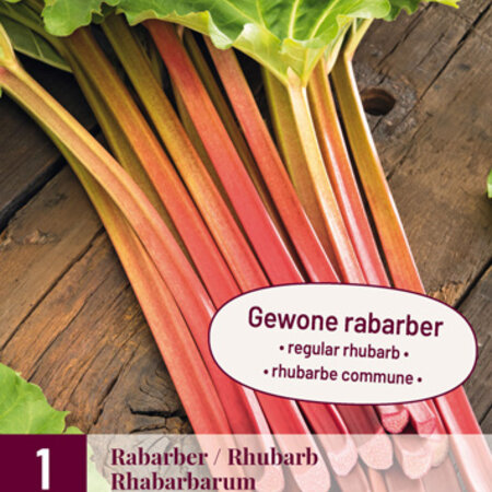 Rabarber - Rhabarbarum - Dikke Vlezige Bladstelen - Groenteplanten Kopen?