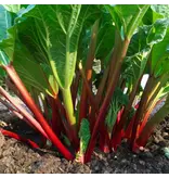 Rabarber - Rhabarbarum - Dikke Vlezige Bladstelen - Groenteplanten Kopen?