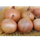 Onions - Sturon - 1,25 kg. - Late / Yellow Plant Onions - Kitchen Garden - Garden-Select.nl
