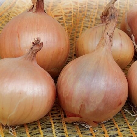 Uien - Sturon - 1,25 kg. - Late / Gele Plantuien - Moestuin - Garden-Select.nl