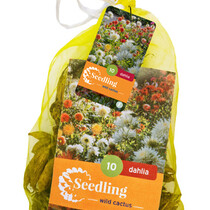 Seedling Dahlias - Cactus Mix - 10 Tubers
