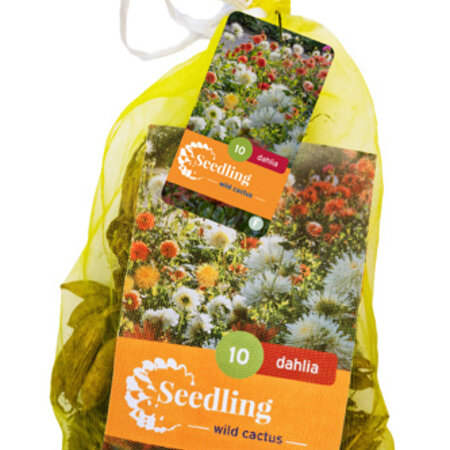 Zaailing Dahlia's - Cactus Mix - 10 Knollen - Voordeelverpakking - Garden-Select.nl
