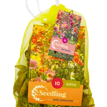 Seedling Dahlias - Collarette Mix - Advantage Bag With 10 Tubers - Garden-Select.com