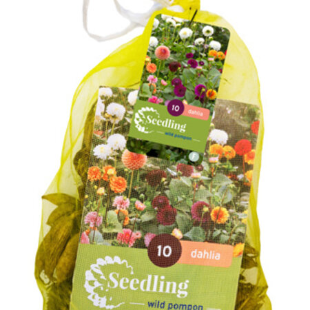 Seedling Dahlias - Pompon Mix - 10 Tubers - Advantage bag - Garden-Select.com