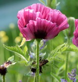 Papaver - Patty's Plum - Klaproos - Oosterse Papaver - Garden-Select.nl