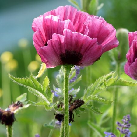 Papaver - Patty's Plum - Klaproos - Oosterse Papaver - Garden-Select.nl