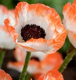 Poppy - Picotee - Oriental Poppy Buy? Garden-Select.com