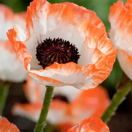 Papaver - Picotee - Oosterse Klaproos Kopen? Garden-Select.nl