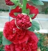 Hollyhock Red - Buy Perennials? - Hardy - Garden-Select.com