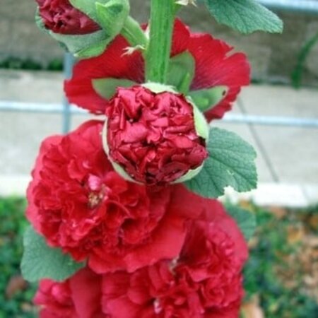 Hollyhock Red - Buy Perennials? - Hardy - Garden-Select.com