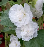 Stockrose Weiß - 10 Pflanzen - Stauden günstig kaufen? Garden-Select.de