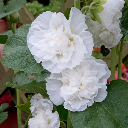 Hollyhock White - 10 Plants - Buy cheap perennials? Garden-Select.com