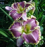 Daglelie - Bestseller - Winterharde Planten Kopen? - Garden-Select.nl