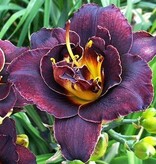 Daglelie - Bogeyman - Winterharde Vaste Planten Kopen? - Garden-Select.nl