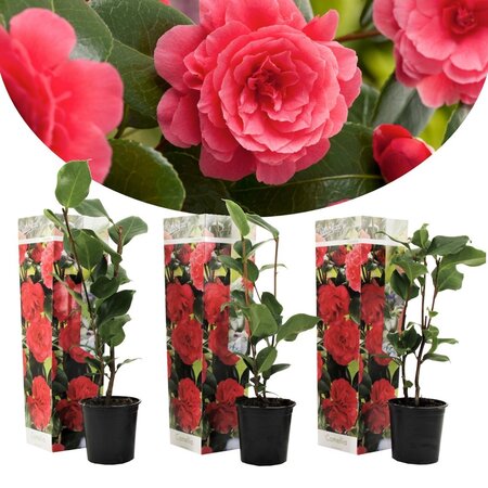 Camellia planten Wit - 3 Stuks - Een Bladhoudende Sierheester Met Glanzend Blad