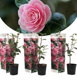 Camellia plants White - 3 Pieces - An Evergreen Ornamental Shrub With Glossy Leaves