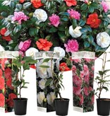 Camellia planten rood - 3 Stuks - Een Bladhoudende Sierheester Met Glanzend Blad