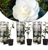 Camellia plants red - 3 Pieces - An Evergreen Ornamental Shrub With Glossy Leaves