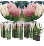 Pampasgras weiß - Ziergras mit schönen länglichen Federn - Garden Select