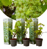 Set Van 3 Druivenplanten  - Rode Druiven - Pitloos - Klimplant - Klein Fruit
