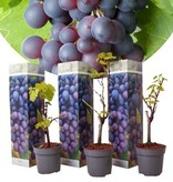Set Van 3 Druivenplanten  - Rode Druiven - Pitloos - Klimplant - Klein Fruit