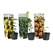 Mix van 3 Citrus Planten - Limoen - Citroen en Sinaasappel