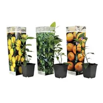 Mix van 3 Citrus Planten - Limoen - Citroen en Sinaasappel
