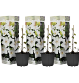 Clematis Wit - 3 Planten - Bloeiende Klimplanten Kopen? Garden Select