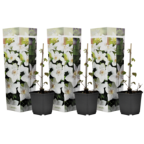 Clematis Wit - 3 Planten