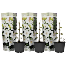 Clematis Wit - 3 Planten