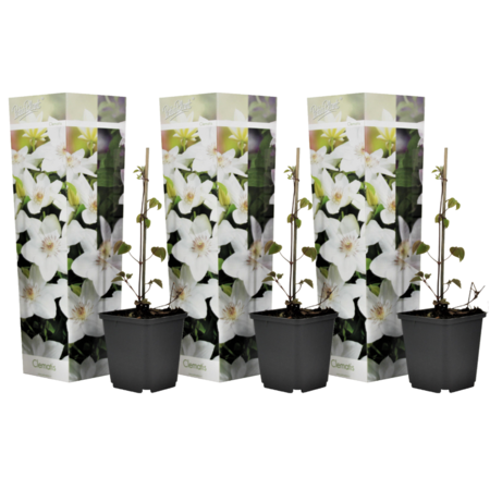 Clematis White - 3 Plants - Buy Flowering Climbing Plants? Garden Select