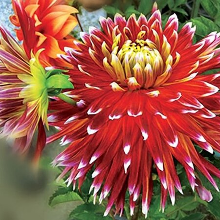 Dahlia Akita - 10 Tubers - Landscape Bulk Flower Bulbs Buy? Wholesale Garden Select