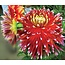 Dahlia Akita - 10 Knollen - Landscape Bulk Bloembollen Kopen? Groothandel Garden Select