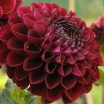 Dahlia Arabian Night - 10 Knollen