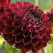 Dahlia Arabian Night - 10 Knollen