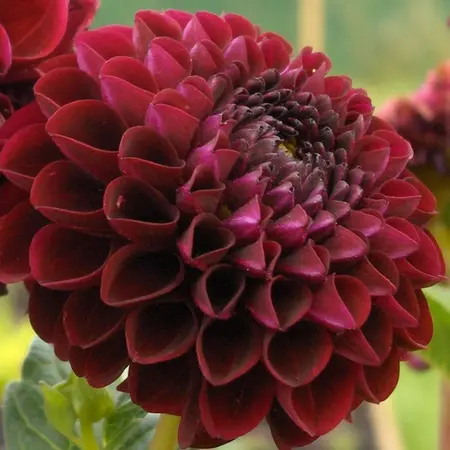 Dahlia Arabian Night - Buy 10 Tubers - XXL Packaging? Wholesale - Garden Select